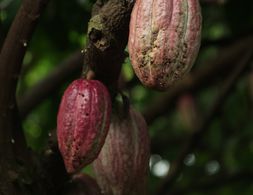 Welcher Zusammenhang besteht zwischen der Kakaoproduktion und dem ökologischen Fußabdruck?