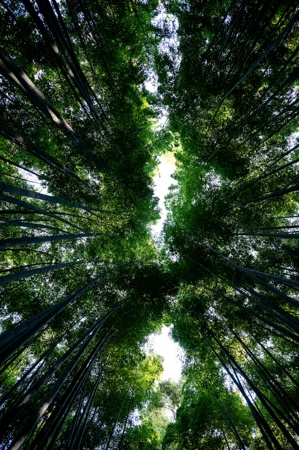 Conceptualising an Alternative Political Economy of Sustainability